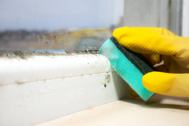 Best Health and Safety Mold Remediation in Mountain View, AR
