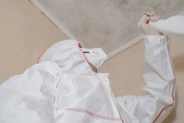 Best Residential Mold Remediation in Mountain View, AR