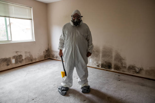 Best Health and Safety Mold Remediation in Mountain View, AR