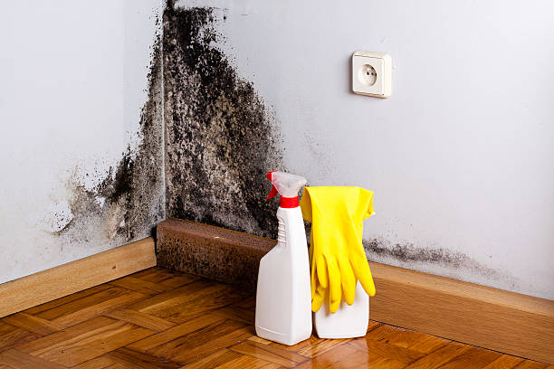 Reliable Mountain View, AR Mold Remediation Solutions