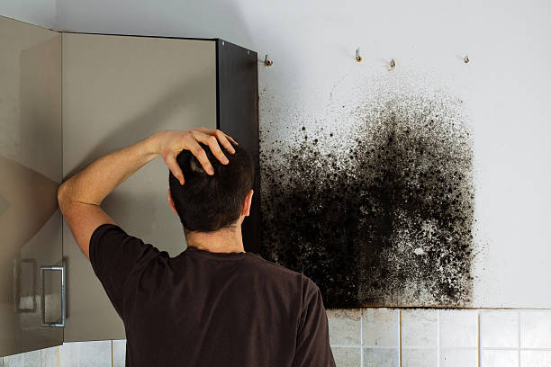 Best Kitchen Mold Remediation in Mountain View, AR