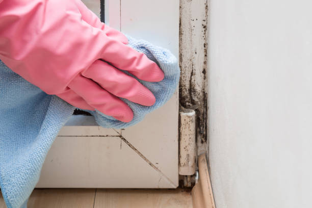 Best Residential Mold Remediation in Mountain View, AR